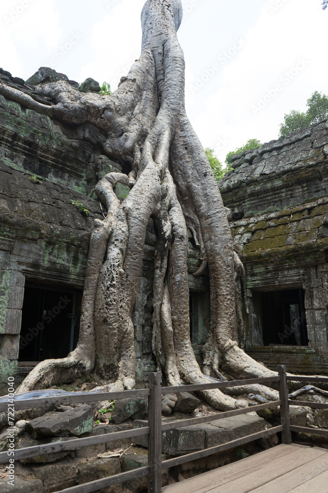 Ancient tree roots enveloping the ruins of a temple