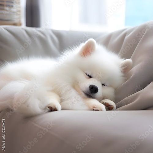 Pomeranian dog is sleeping in a foza chair at home.