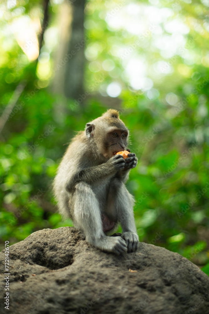 A monkey enjoying a snack in its natural habitat A monkey enjoying a snack in its natural habitat