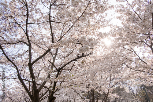 Cherry blossoms, or Beot-kkot, in spring in Korea.