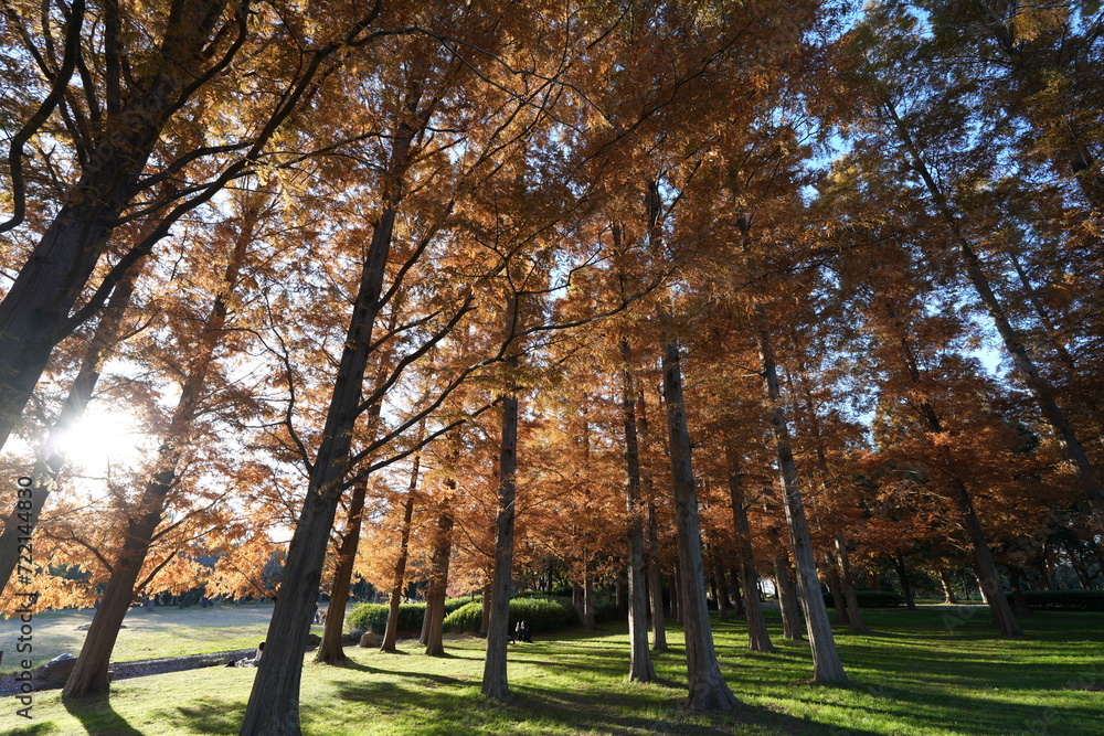 Naklejka premium Mizumoto Koen