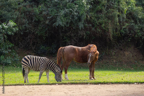 Zebra and horse friendship. Daily Africa.
