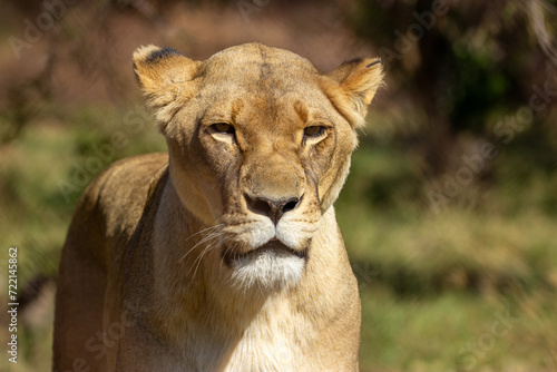Fototapeta Naklejka Na Ścianę i Meble -  African lion female. Beautiful and powerful. The best shot of real lion female.