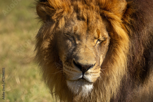 Lion closed his eyes from the sun. The best shot of real lion.