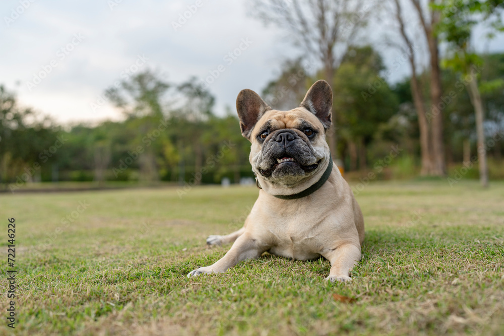 Funny face expression french bulldog lying at field looking away.