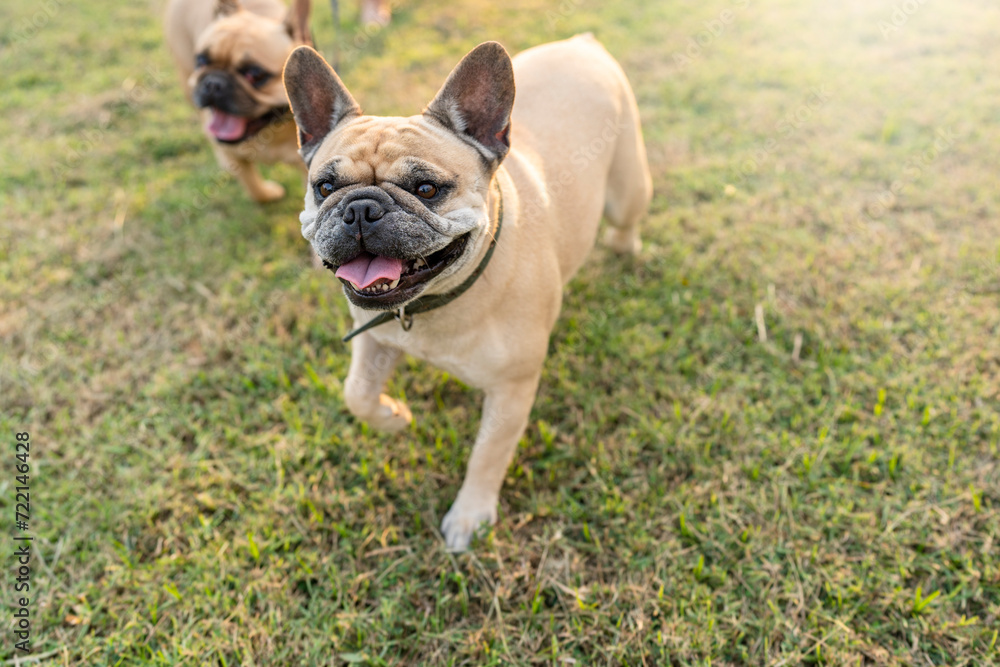 Active French bulldog running at grass field on summer.