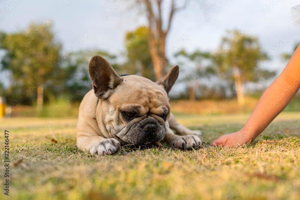 Fototapeta premium French bulldog playing in the park on summer.
