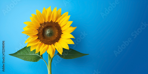 Single sunflower blue color background with copy space