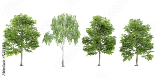 3d rendering of Bucida buceras Silver birch trees