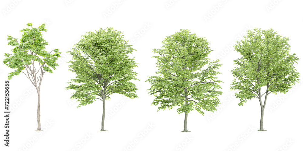 Fototapeta premium Beech Trees collection with realistic style