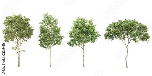 Jungle Rowan Silver birch trees shapes cutout 3d render