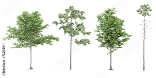 Set of European aspen fir pine plants  isolated on transparent background. 3D render