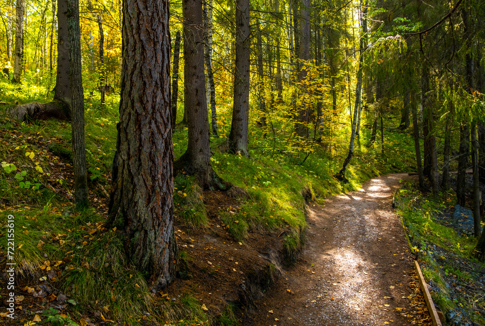 Fototapeta premium A dirt road for walking through the forest on an autumn day.