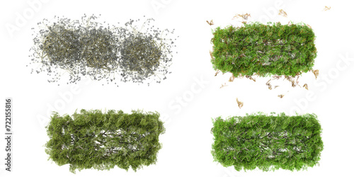 Top view of 3D illustration of a Beard lichens,Wall Of Ivy Leaves on transparent background