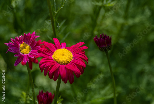 Chamomile Pyrethrum flower in the garden in summer close-up.