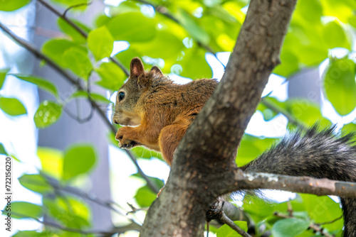 Squirrel on a tree in close-up on a summer day. © Сергей Лаврищев