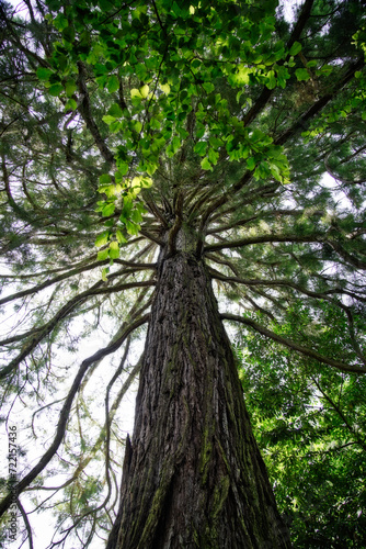 100jähriger Riesenmammutbaum
