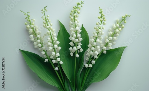 Lily of the valley   white background