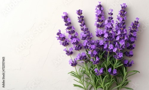 Lavandula Flowers   white background