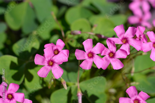 Pink wood sorrel flowers
