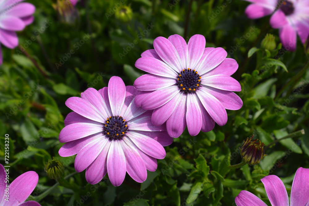 Fototapeta premium African daisy flowers