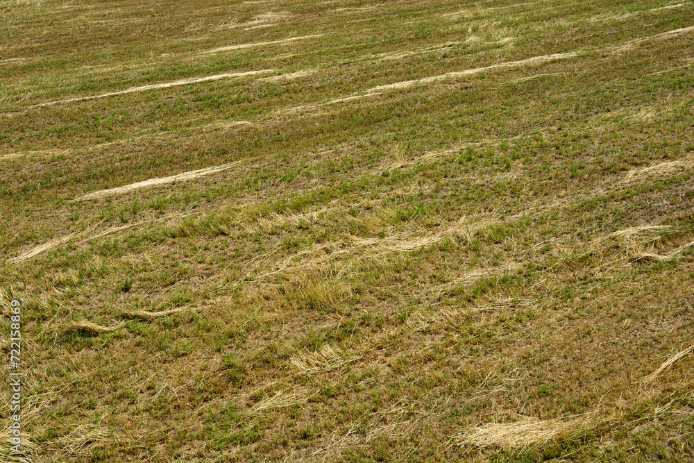 Obraz premium Harvested field