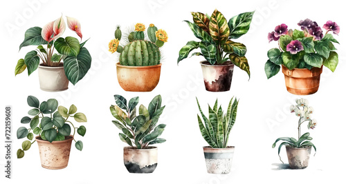Home flowers in pots: spathiphyllum, cactus, phalaenopsis, violet, arrowroot, zamioculcas