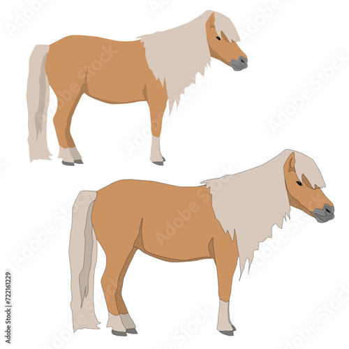 Vector brown pony, horse isolated on white background flat with shadows