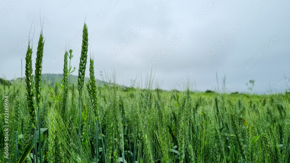 Expansive wheat field with swaying grass in the summer breeze. Expansive wheat field with swaying grass in the summer breeze.