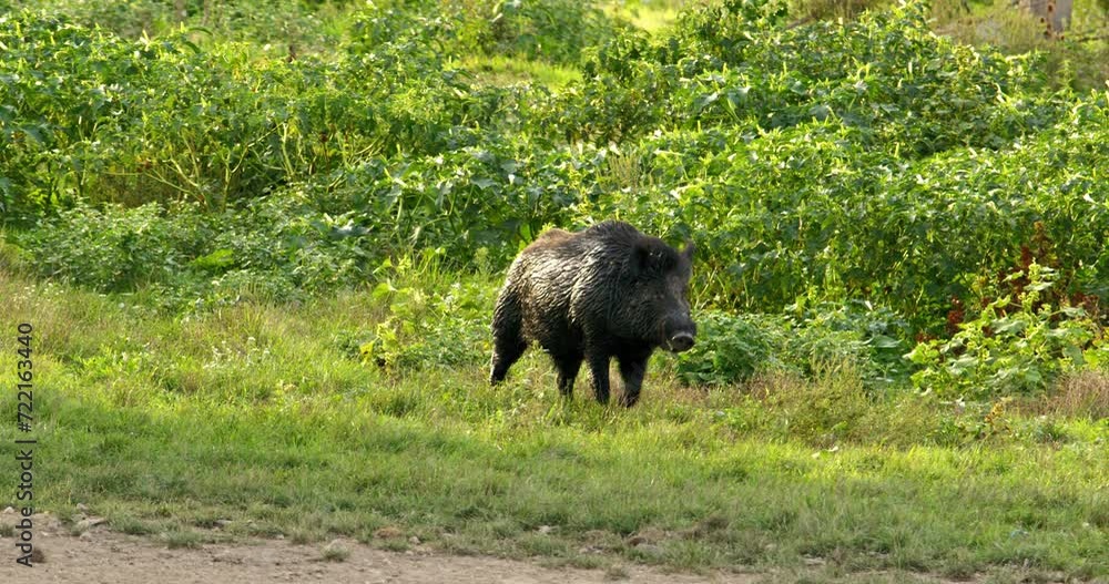 Close up view of boar walks and chews while white liquid pours from its mouth Close up view of boar walks and chews while white liquid pours from its mouth