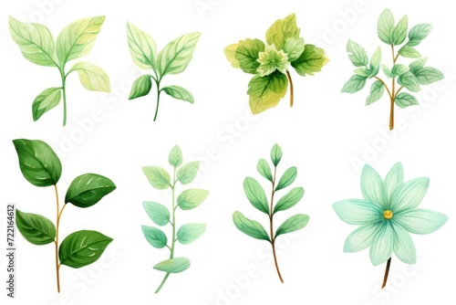 Mint several pattern flower  sketch  illust  abstract watercolor  flat design