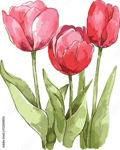 watercolor tulips vector illustration