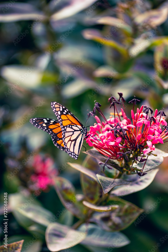 Danaus plexippus en canarias mariposa monarca Danaus plexippus en canarias mariposa monarca
