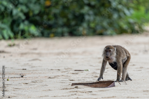 Makakenaffe in der Wildnis Borneos – Einblick in die Tierwelt photo