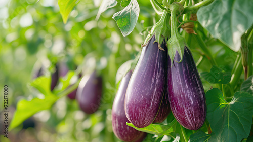 harvesting eggplants