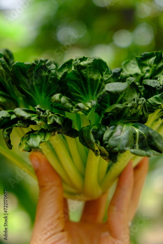 Sawi Pagoda. Tatsoi is an Asian variety of Brassica rapa grown for vegetables. Also called tat choy, it is closely related to the more familiar Bok Choy. Brassica rapa subsp. narinosa. 