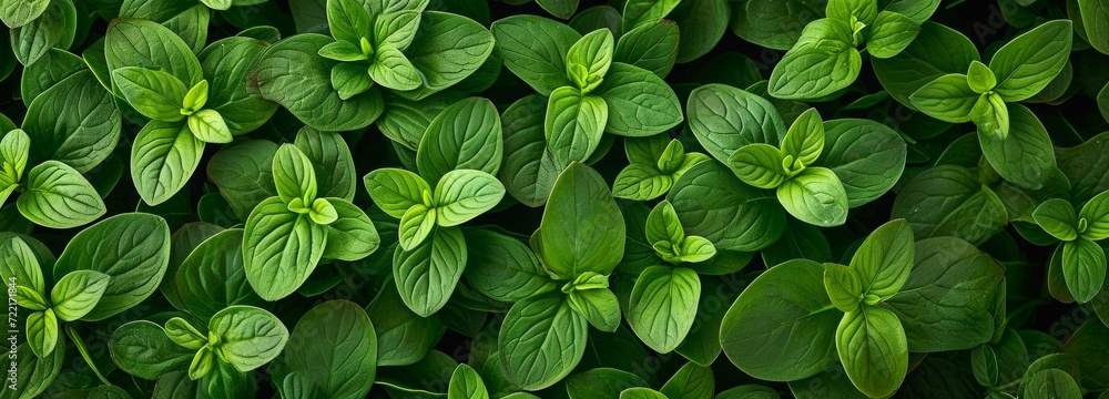 abstract green leaf texture, nature background, tropical leaf, nature concept, suitable banner abstract green leaf texture, nature background, tropical leaf, nature concept, suitable banner