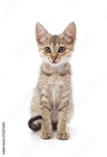 Small gray kitten. © voren1
