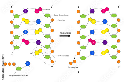 DNA structure. DNA nucleotide. Deoxyribonucleic acids. Nitrogenous base (Thymine, Adenine, Cytosine or Guanine), Sugar (deoxyribose) and Phosphate group.  