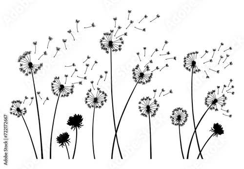 Dandelion wind blow background. Black silhouette with flying dandelion buds on white. Abstract flying seeds. Decorative graphics for printing. Floral scene design photo