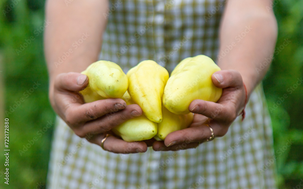 Harvest of yellow pepper in hands in the garden. Selective focus. Harvest of yellow pepper in hands in the garden. Selective focus.