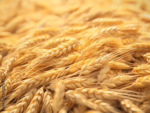 Abundant Wheat Harvest