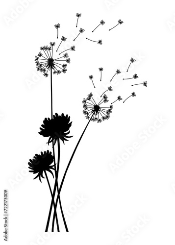 Dandelion wind blow background. Black silhouette with flying dandelion buds on white. Abstract flying seeds. Decorative graphics for printing. Floral scene design