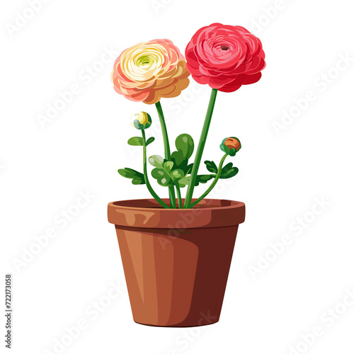 Ranunculus flower illustration in pot isolated on transparent background