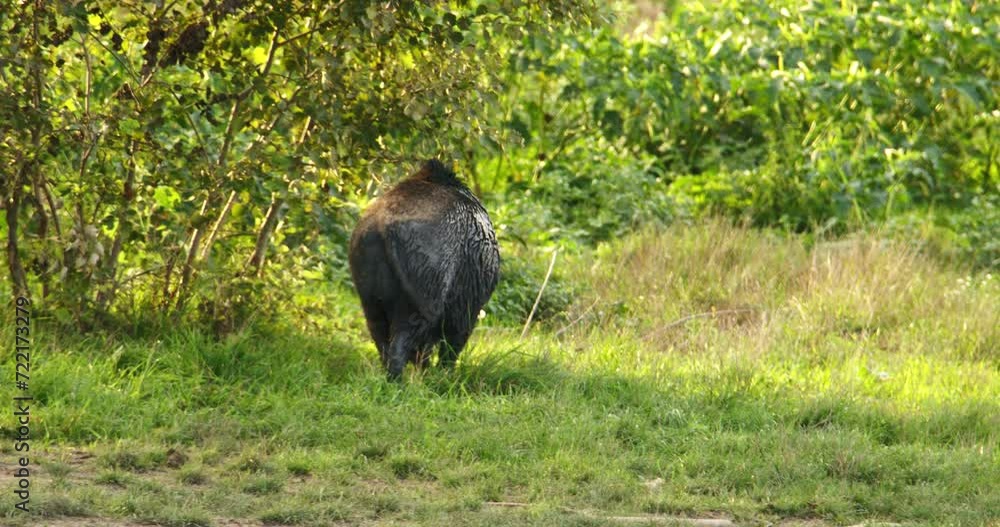 Wild boar walks alone through wild vegetation sniffing and looking for food Wild boar walks alone through wild vegetation sniffing and looking for food