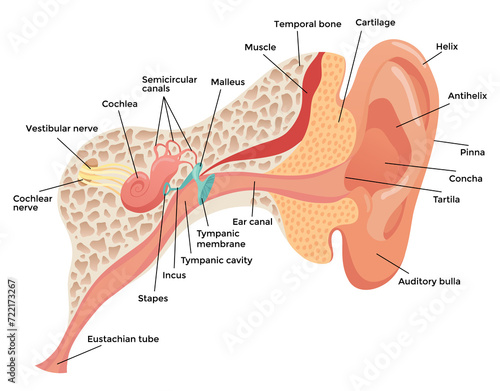 Human ear anatomy, structure anatomical diagram. Outer, middle and inner ear section concept. Eardrum, cochlea, eustachian tube and vestibular apparatus. Flat illustration for education photo