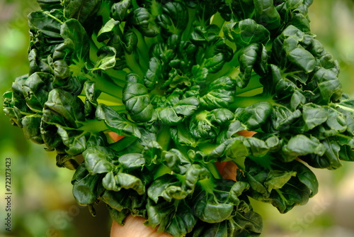 Sawi Pagoda. Tatsoi is an Asian variety of Brassica rapa grown for vegetables. Also called tat choy, it is closely related to the more familiar Bok Choy. Brassica rapa subsp. narinosa.  photo