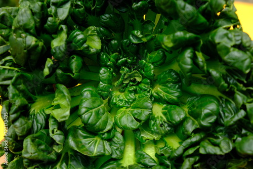 Sawi Pagoda. Tatsoi is an Asian variety of Brassica rapa grown for vegetables. Also called tat choy, it is closely related to the more familiar Bok Choy. Brassica rapa subsp. narinosa.  photo
