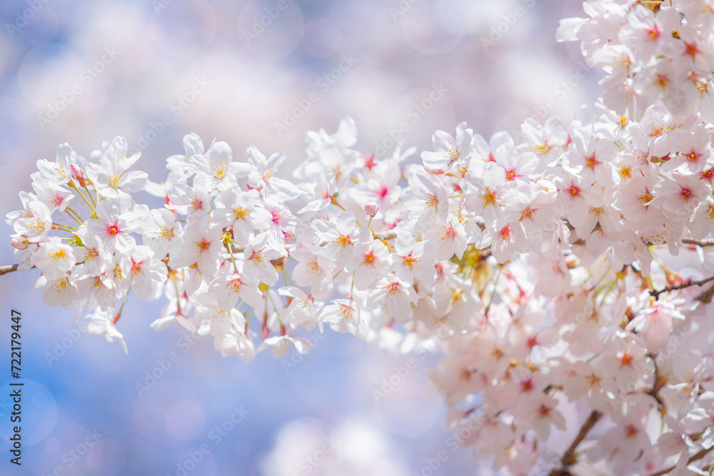 Cherry blossom flower in spring for background or copy space for text Cherry blossom flower in spring for background or copy space for text