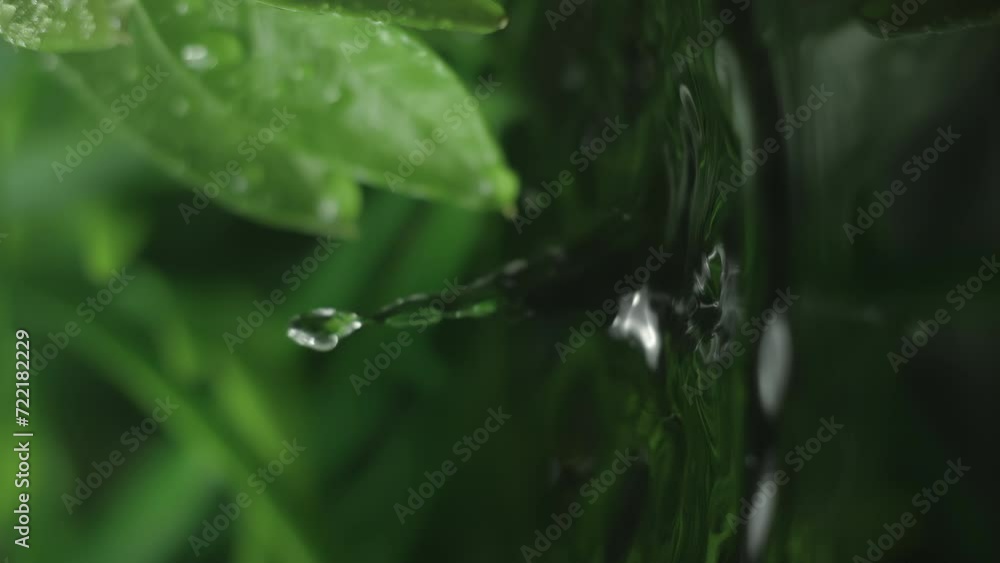 Slow motion macro vertical video of water droplet falling from fresh green leaf. Herb skin care medicine concept. Herbal essence dropping from leaf. Organic serum drop or green tea tree oil extract Slow motion macro vertical video of water droplet falling from fresh green leaf. Herb skin care medicine concept. Herbal essence dropping from leaf. Organic serum drop or green tea tree oil extract